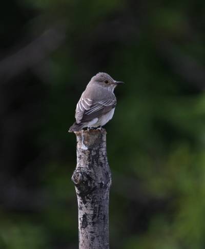 Spotted Flycatcher