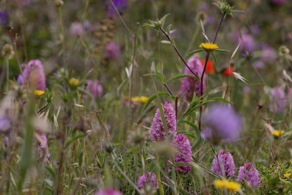 Orchids and wild flowers