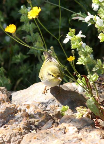 Wood Warbler