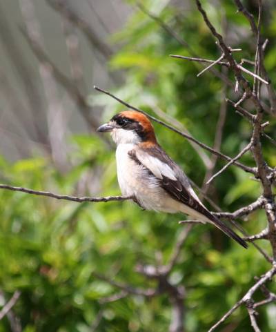 Woodchat Shrike