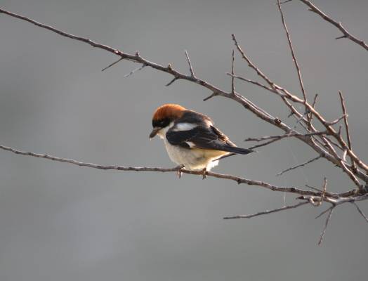 Woodchat Shrike