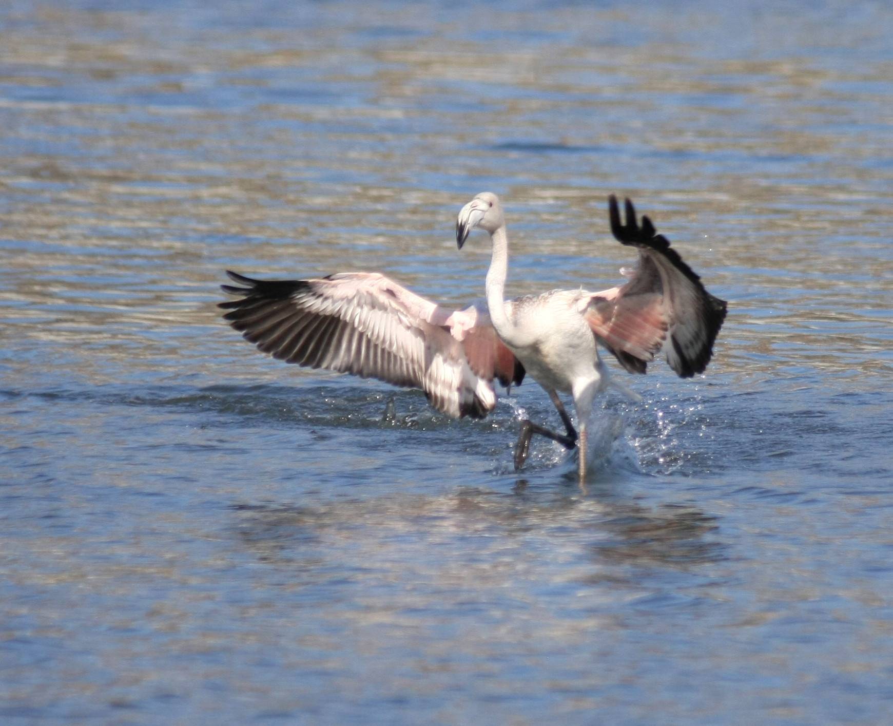 Flamingo