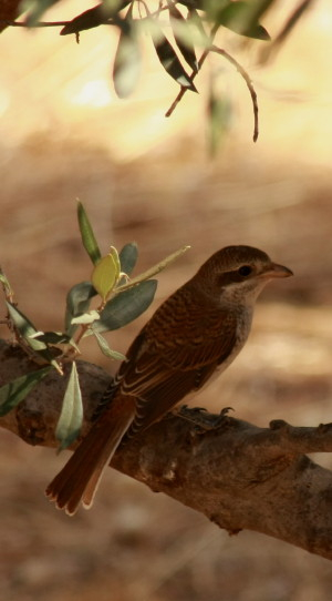 Red-backed Shrike.......Lanius collurio.