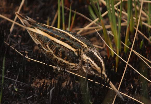 Jack Snipe