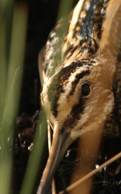 Jack Snipe