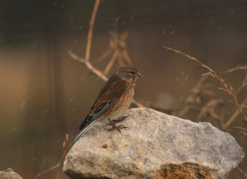 Linnet in the rain