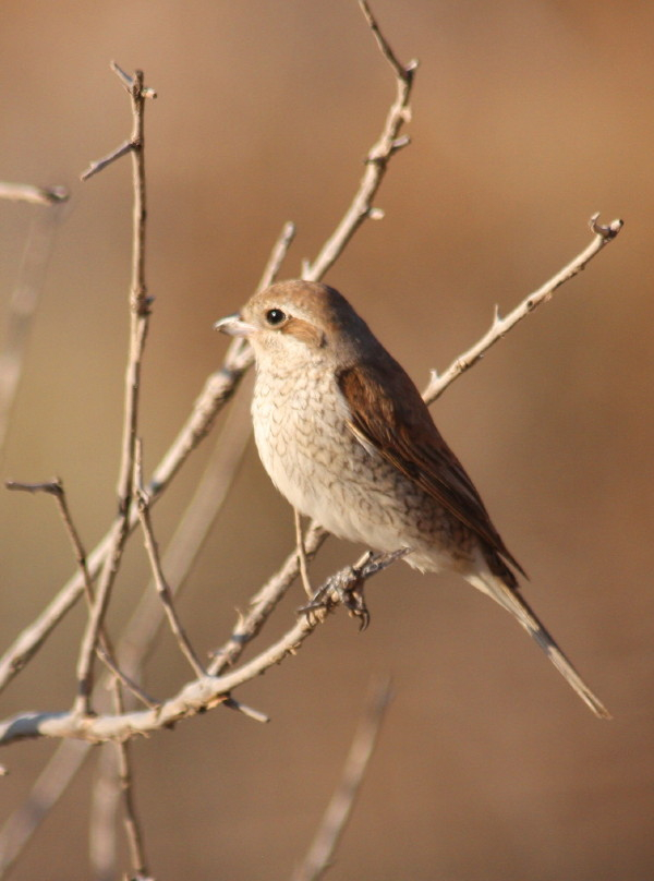 Red-backed Shrike.......Lanius collurio
