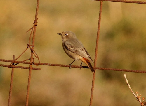 Black Redstart