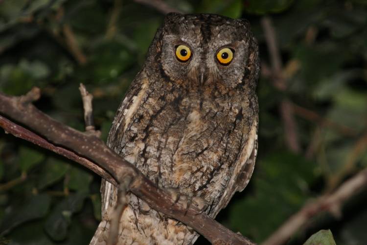 Scops Owl