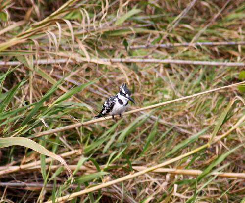 Pied Kingfisher