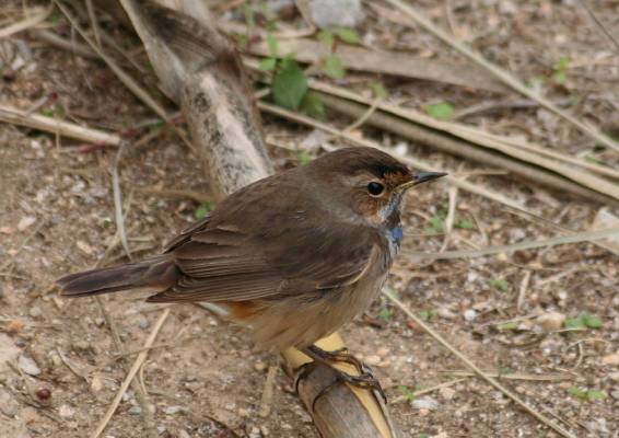 Bluethroat
