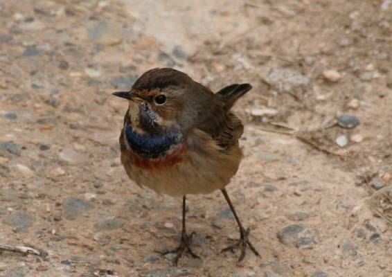 Bluethroat