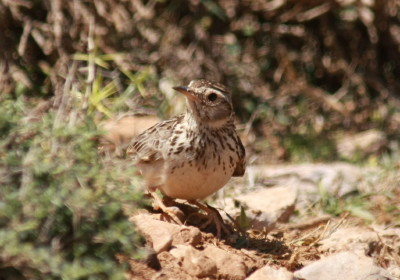 Woodlark