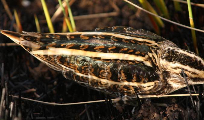 Jack Snipe