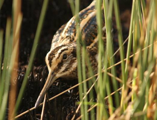 Jack Snipe