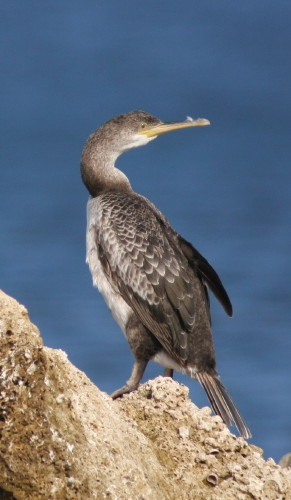 Juvenile Shag
