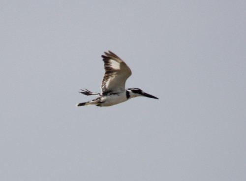 Pied Kingfisher