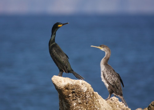Adult and juvenile Shag