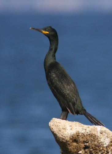 Adult Shag