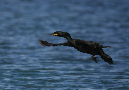 Adult Shag