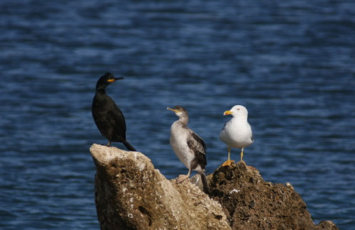 Shag and Yellow-legged Gull
