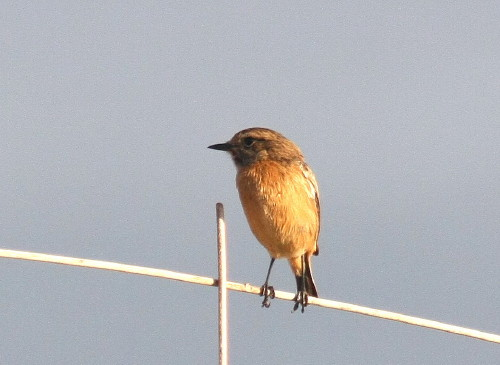 Stonechat