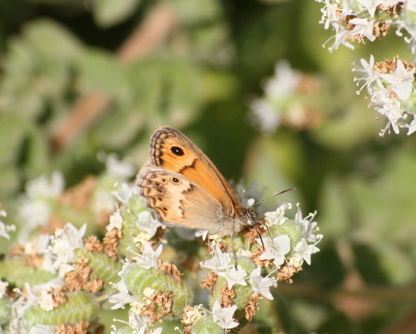 Cretan Small Heath