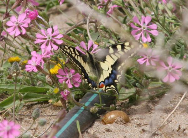 Swallowtail
