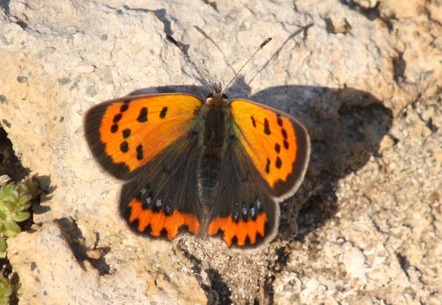 Small Copper