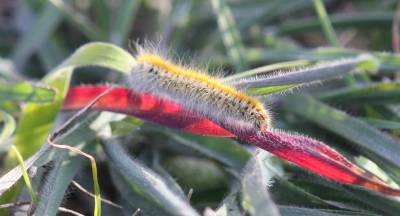Unknown caterpiller