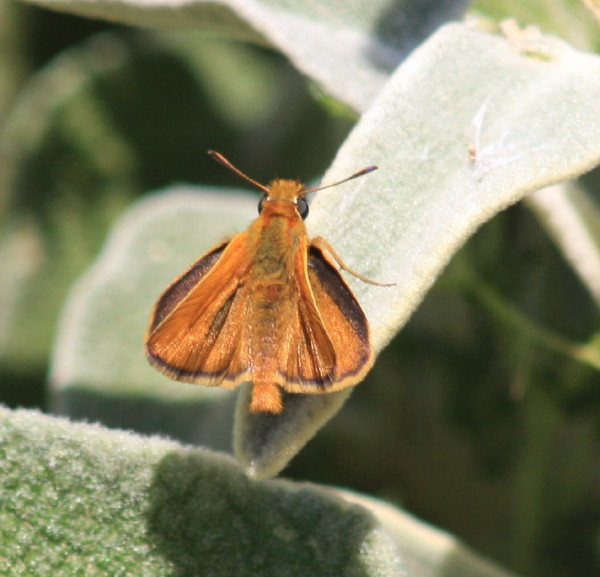 Lulworth Skipper