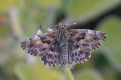 Mallow Skipper