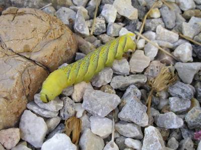 Deaths-head Hawkmoth larva
