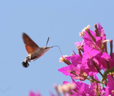 Hummingbird Hawkmoth