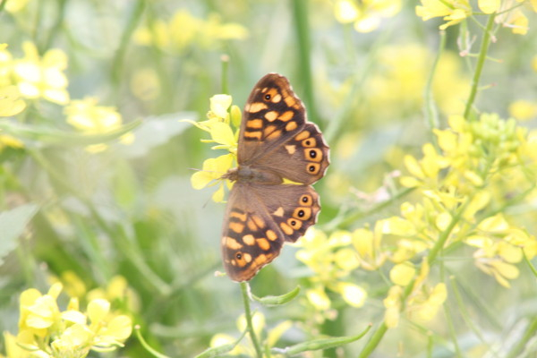 Speckled Wood.