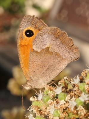 Meadow Brown