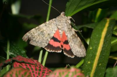 Red Underwing