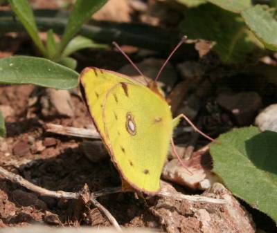Clouded Yellow