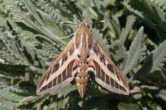 Striped     Hawkmoth