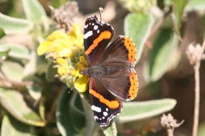 Red Admiral