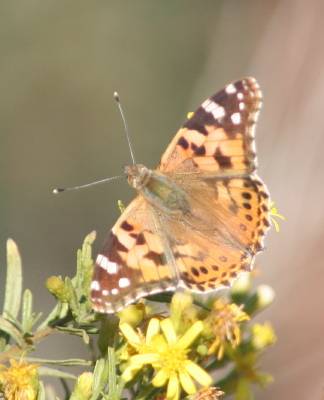 Painted Lady