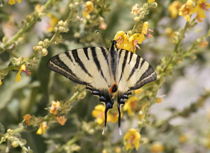 Scarce Swallowtail