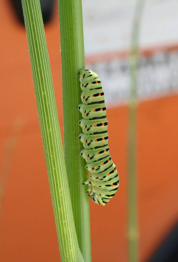 Common Swallowtail larva
