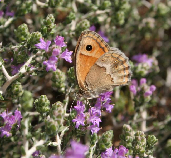 Cretan Small Heath
