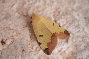 Ophiusa tirhaca