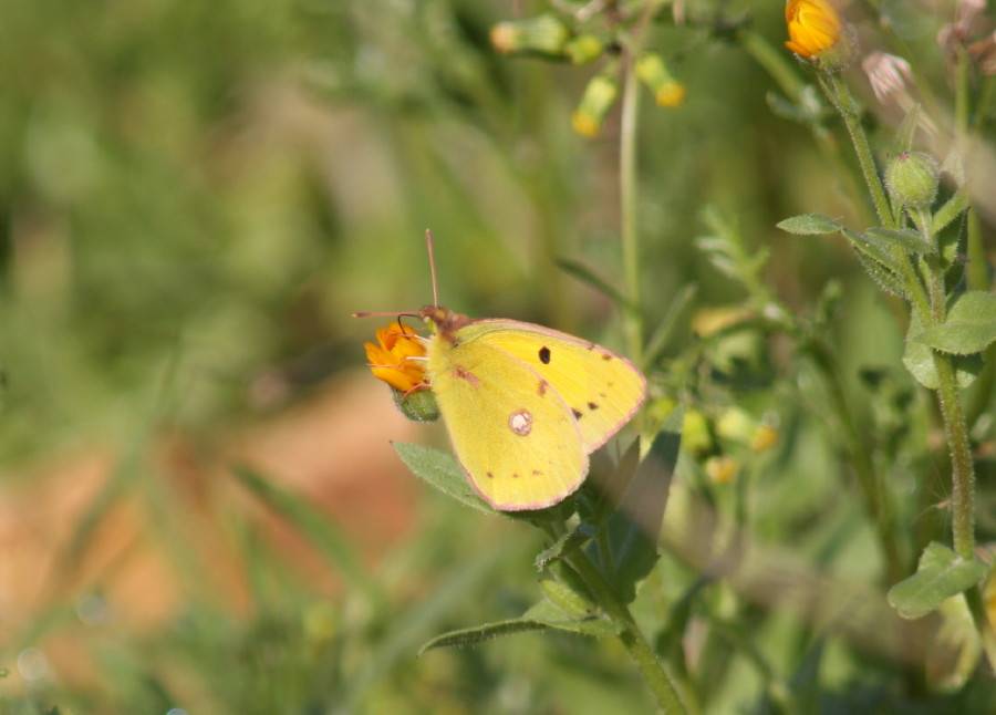 Pale Clouded Yellow