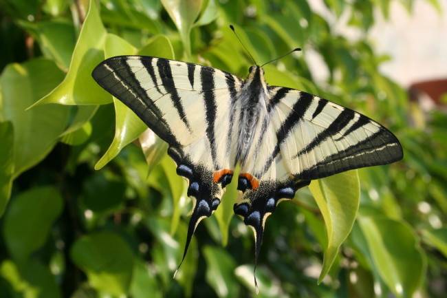 Scarce Swallowtail