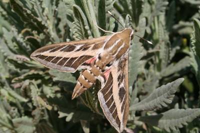 Striped Hawkmoth