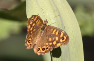Speckled Wood