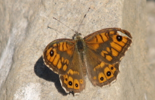 Wall Brown